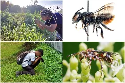 Citizen scientists in Singapore add needed buzz to bee research in Asia
