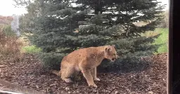 First case of 'staggering disease' in North America found in a Colorado mountain lion