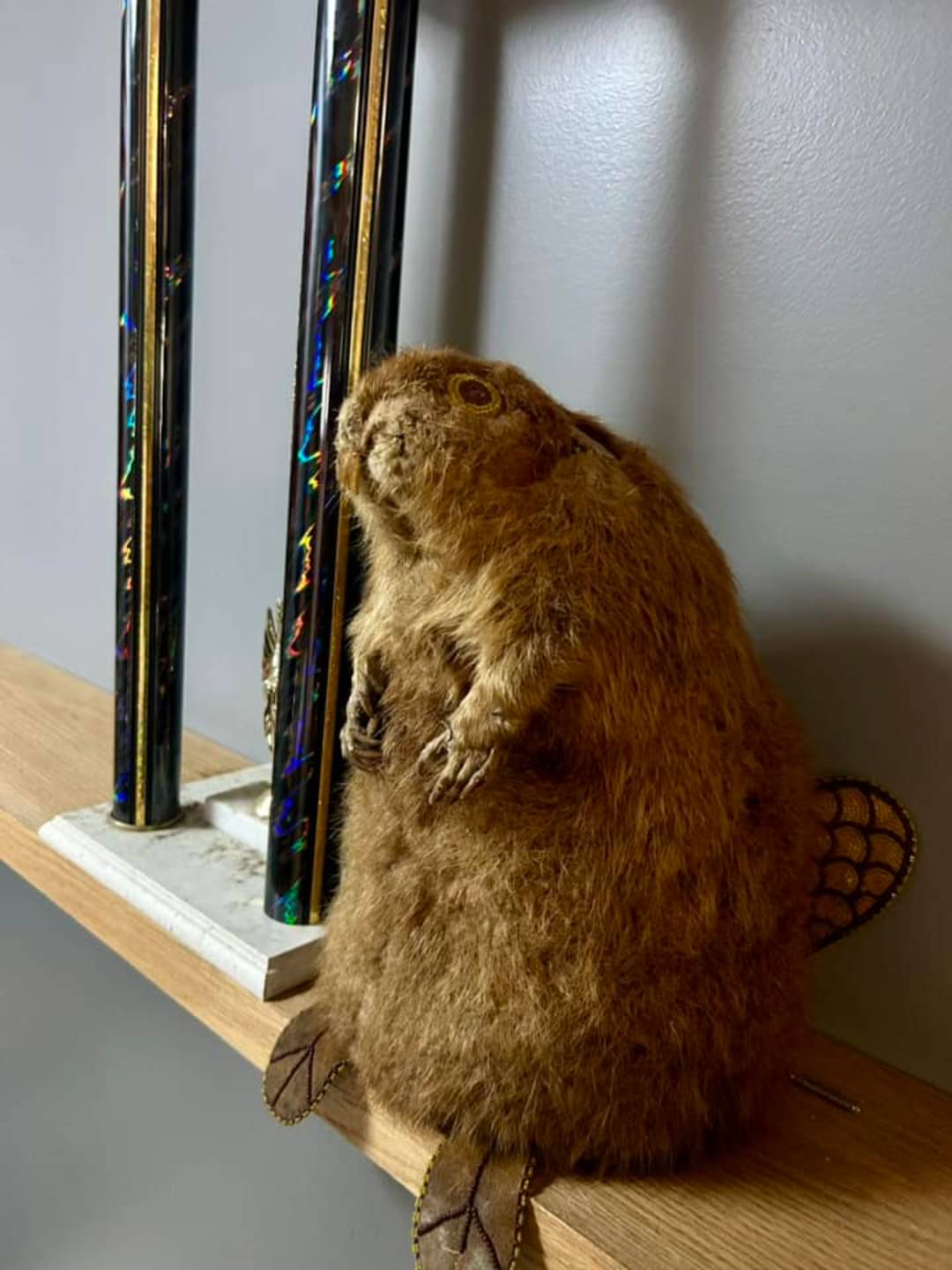 No. 1 Beaver