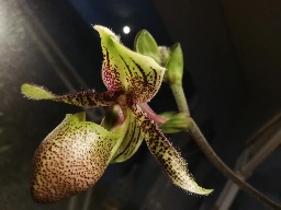 Paphiopedilum victoria-regina [OC]