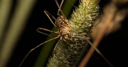 Daddy Longlegs Have Been Hiding Extra Eyes From Us