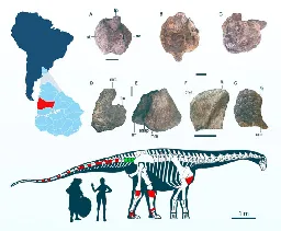 New Titanosaur Species Uncovered in Uruguay | Sci.News