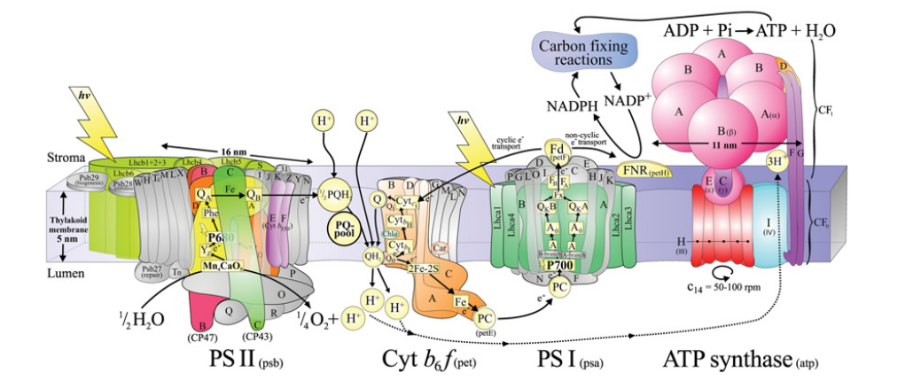 A diagram of the photosynthetic machinery