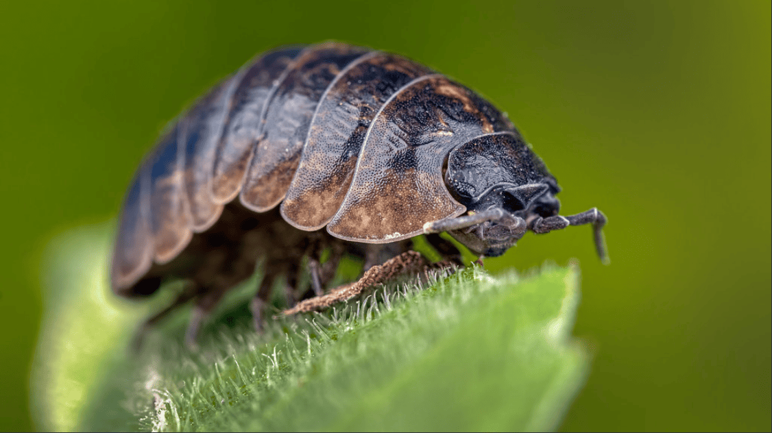 Backyard Bugs- The Woodlouse