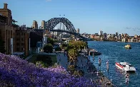 How many Jacaranda trees are there in Sydney?