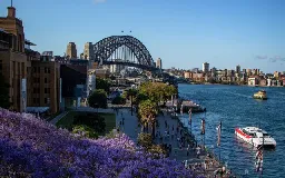 How many Jacaranda trees are there in Sydney?