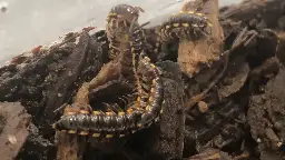 Oxidus millipede mating