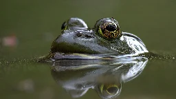 American bullfrogs may be threatening a rare frog species in Brazil