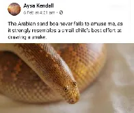 Sand Boa