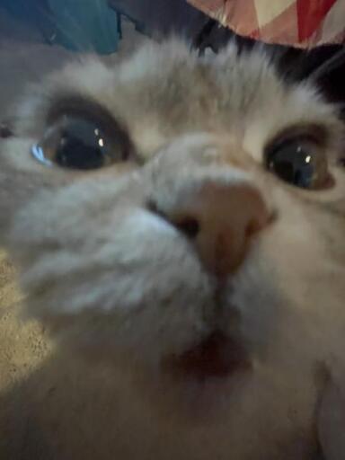 white/greyish/very light brownish colored cat indoors with brown eyes looking very close directly into the camera making a confused lil face with a small circular mouth :o