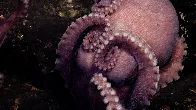 Biologists Discover Four New Octopus Species in the Deep Ocean Off Costa Rica