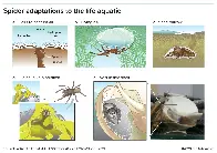 Spider adaptations to aquatic life