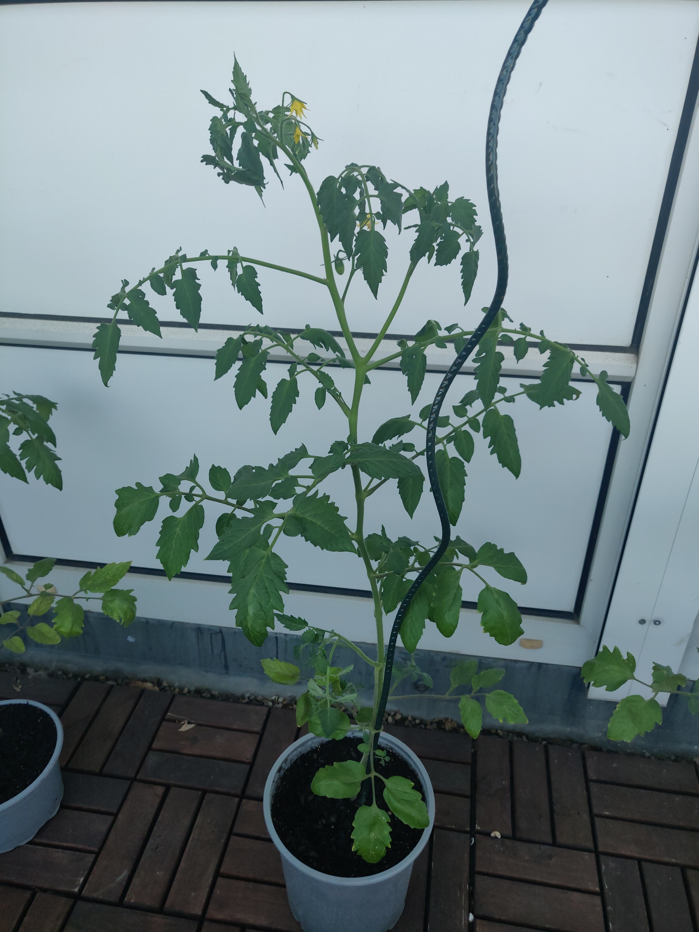 Photo of whole Tomato plant