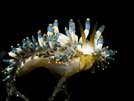 ✨ Come Join The Nudibranch Party ✨ Check Out the Disco Slugs!! Fun Facts and Photos!