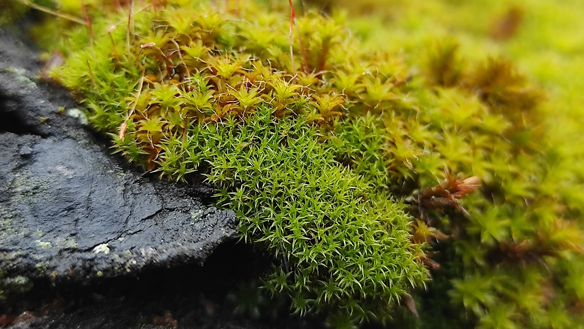 Mosses Play Key Roles in Ecosystems from Tropics to Tundra - Eos