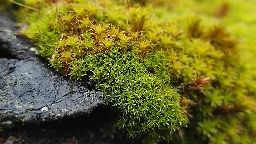 Mosses Play Key Roles in Ecosystems from Tropics to Tundra - Eos