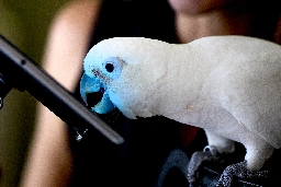 Parrots love playing tablet games. That’s helping researchers understand them.